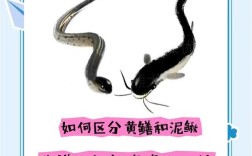 泥鳅黄鳝野生养殖技术有哪些关键要点？