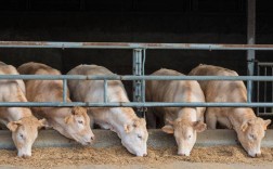 哪种牛品种最好吃？