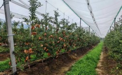 苹果果树种植管理技术有哪些关键要点？