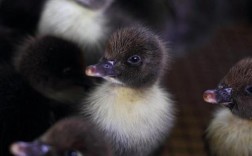 黑色鸭仔是哪个鸭品种？