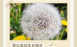 蒲公英种植技术有哪些关键要点？