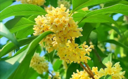 最珍稀桂花品种有哪些？