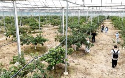 杨梅树怎么种？视频教你关键技术！