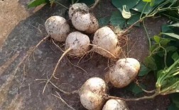 露地越冬的萝卜的品种