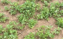 河北白芷栽培技术视频要点有哪些？