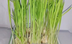 蒜黄室内种植技术要点有哪些？