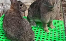 如何高效学习养殖兔子技术视频？