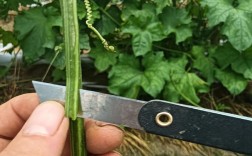 苦瓜双段嫁接技术视频怎么学？