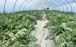 浙江大棚西瓜种植技术有哪些关键要点？