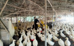 肉鸭养殖技术讲堂怎么报名？