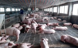 农村生态养殖生猪技术如何落地推广？