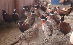 山鸡育雏视频技术要点有哪些？