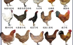 市场上鸡的品种究竟有多少？