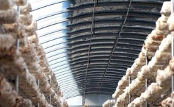 湖北平菇种植技术视频