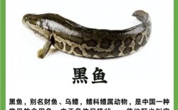 塘头黑鱼价格本日行情