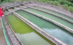 鲟鱼养殖技术有哪些关键要点？