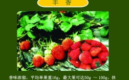 草莓种植管理技术ppt