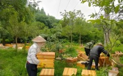 养中蜂技术视频有哪些关键要点？