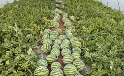 安徽麒麟西瓜种植技术要点有哪些？