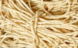 湖北荆州鱼腥草有何独特品种特点？