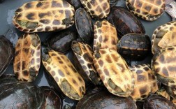 2025黄沙鳖价格行情如何？