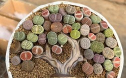 石生花哪个品种颜值最高？