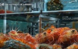 龙虾螃蟹鳜鱼混养技术，龙虾螃蟹鳜鱼混养技术视频