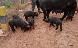云南放养黑山母猪多少钱一头？