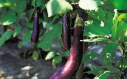 大棚茄子栽培视频，关键技术要点有哪些？