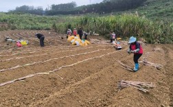 甘蔗种植技术有哪些关键要点？