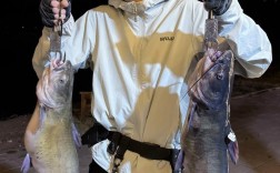 叉尾鮰鱼养殖技术有哪些要点？