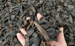 水蛭大量收购价多少？