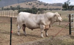 山区养殖选啥品种牛最合适？