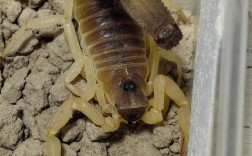 什么品种的蝎子最好养？