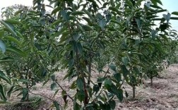 齐早大樱桃新品种苗木有何优势？