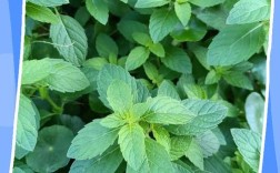 中国薄荷的品种与图片