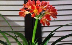 君子兰花哪个品种最好？