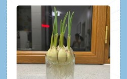 大蒜何时种？技术要点有哪些？