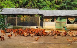 山上养鸡技术视频怎么播放？