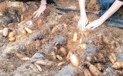 天麻种植技术视频全集，如何学会？