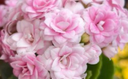 如何区分长寿花叶子品种？