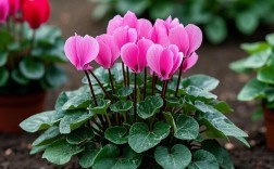 仙客来栽培管理有哪些关键技术要点？