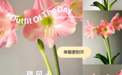 朱顶红单瓣品种有哪些？