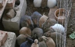 散养野兔养殖技术视频怎么学？