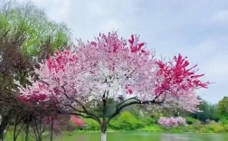 嫁接的桃花品种怎么选？