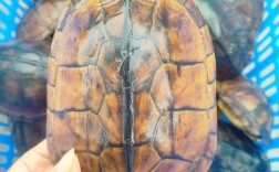 2025年石钱龟苗价格会涨还是跌？