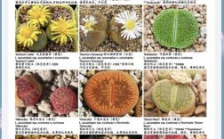 石生花珍稀品种具体有哪些？