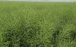 河北适合种哪些油菜品种？