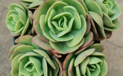 碧桃类似品种有哪些？