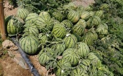 冬天大棚西瓜选什么品种好？